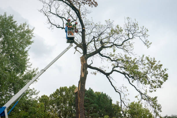 Dead Tree Removal in Nokomis, FL